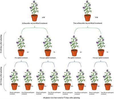 Arbuscular mycorrhizal fungus changes alfalfa response to pathogen infection activated by pea aphid infestation